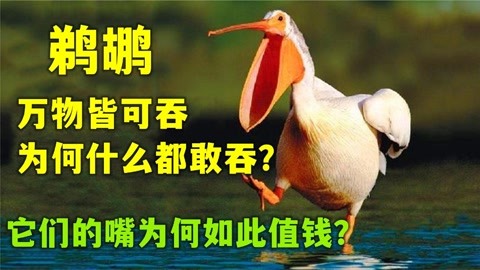 万物皆可吞的鹈鹕,为何什么都敢吞?它们的嘴为何如此?