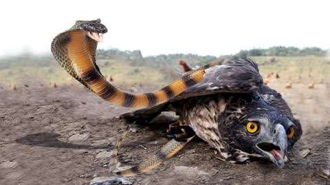 眼镜蛇vs老鹰,到底谁才是真正的捕食这样呢?