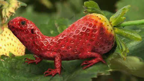 世界上最奇特的水果图片