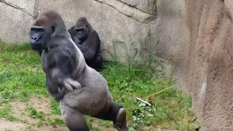 ohmygod一只大猩猩突然转身扔过来一坨屎正好砸在游客脸上