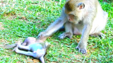 可怜的猴宝宝丹妮拉被多莉狠狠地教训一顿，连爬起来的力气都没有