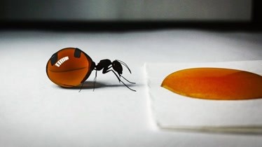 水蛭大战蚂蚁图片
