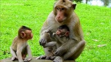 小猴吃醋小伙伴得到了爸爸的关心，委屈的走到一边！