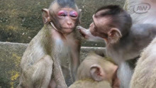小猴子巴特眼睛受伤了肿得大大的，小伙伴还要欺负它，好可怜！