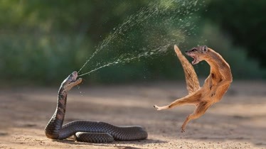 动物世界神奇的眼镜蛇大战vs沙漠猫鼬