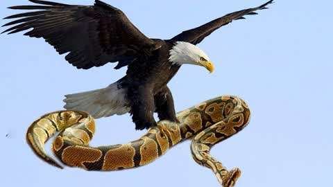 老鹰vs蛇,强大的空中霸主老鹰捕食蛇类来喂自己的孩子!