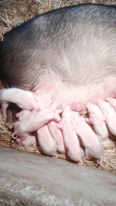 母猪产仔前症状图片图片