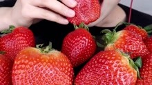 【hongyu】超大草莓搭配奶油