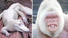 有罕见白化病的五种动物！不可思议！白化鳄鱼比想象中还要漂亮！