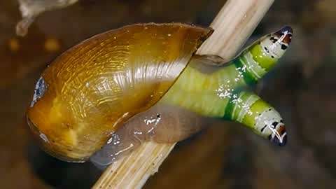 蜗牛寄生虫进入眼睛图片