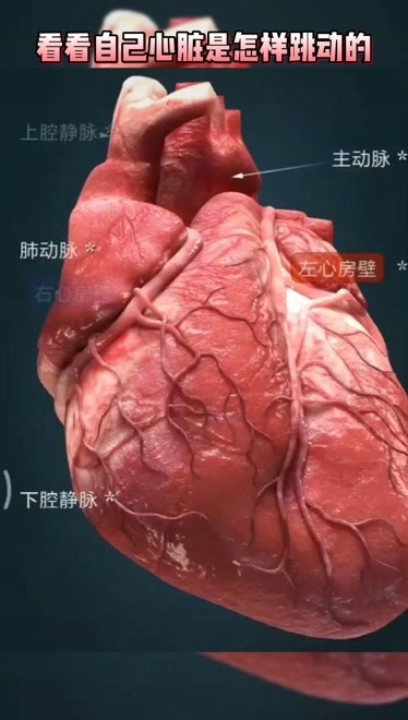 想看看自已的心脏是怎么跳动的吗北京中科血康