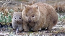 袋熊 Wombat 