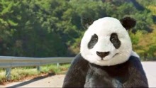 《动物园先生》当熊猫走不动了，站着搭公交