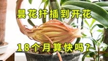 [图]「493」问我是如何养昙花的