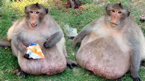 胖猴子身体状况图片