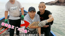 放入500米渔网 收获香港“鱼王”和老婆鱼 听说李嘉诚才吃得到