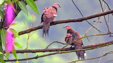 斑鳩求愛母斑鳩準備好了公斑鳩怎麼就懂不起呢