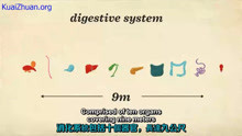 TEDDigestive system and absorption