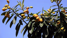 从化2月水果最新动态，良口镇高山枇杷大量成熟，黄橙橙的果子等您现场摘采