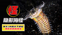 “海洋变态杀手”博比特虫！3米长的水下蜈蚣，迄今没有天敌！