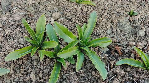 一种植物刺耳图片图片