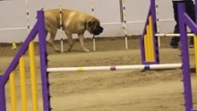你急任你急，来看马斯提夫犬（Mastiff）敏捷障碍赛表现