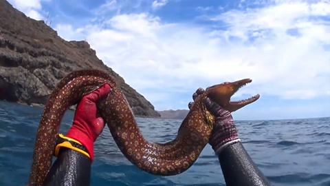 赶海潜捕深海巨鳗近两米和巨蛇长,凶猛异常!一招锁喉智取拿下