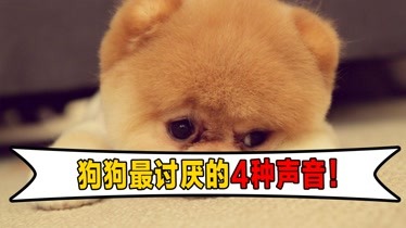 狗狗最討厭的4種聲音