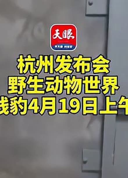 杭州发布会:野生动物世界三只金钱豹4月19日上午已外逃