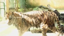 柳州动物园老虎骨瘦如柴：脊骨清晰可见 走路不稳，园方回应