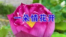 [图]一首甜蜜情歌《一朵情花开》DJ，动感旋律，越听越喜欢！超级好听