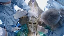 科学家解剖外星人做研究，刚割开头颅，它却活了过来！