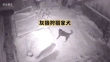 [图]真实摄像头记录，北美灰狼和花豹狩猎家犬，赶快来看