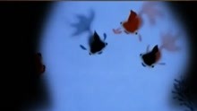 动画片《小蝌蚪找妈妈》中，为画出金鱼神态，戴铁郎专门养了一群
