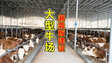 吴老师带你看大型牛场漏粪板设计,适合养100头牛,既简单又方便