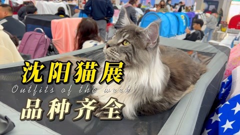 沈阳猫展规模大品种全