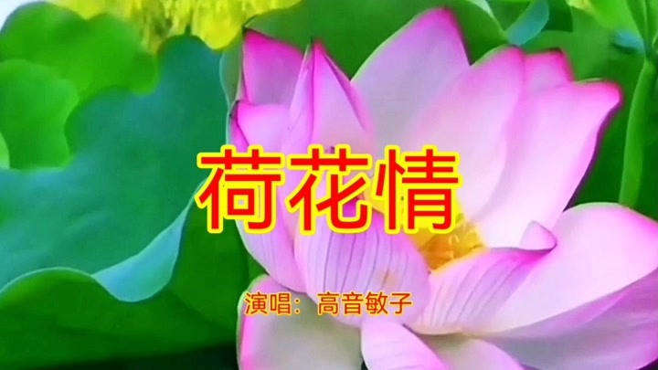 高音敏子《荷花情,景美歌美人陶醉