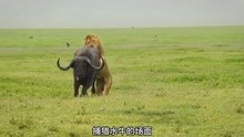 非洲雄狮轻松捕杀大水牛