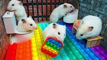 爱玩的小仓鼠：挑战彩虹监狱迷宫，重重关卡，仓鼠能成功逃脱吗？