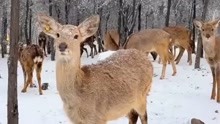 [图]“他朝若是同淋雪，此生也算共白头”