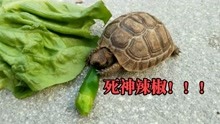 世界上最辣的死神辣椒，乌龟一口吃掉后，下一秒怀疑“龟生”！
