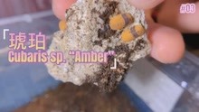 科普一下经典C属西瓜虫——琥珀Cubaris sp. “amber”