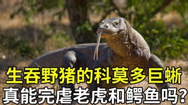 吃猴子吞野豬科莫多巨蜥兇猛無比單挑老虎和鱷魚有幾分勝算