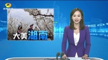 [图]涟源：樱桃花开春意浓 美了村庄 富了乡亲