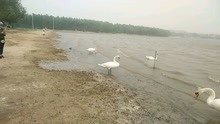 郑州北龙湖成了天鹅湖，几十只天鹅游来游去，非常可爱