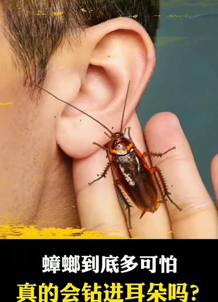 蟑螂进耳朵图片