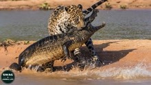 豹子狩猎鳄鱼的5次成功案例，是鱼就得让猫吃？