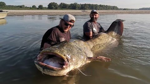 国外赶海亚马逊河流,钓世界最大淡水鱼巨型鲶鱼,体重超过500斤