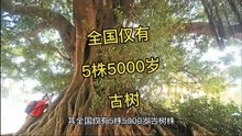 全国仅有5株5000岁古树