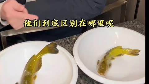 黄辣丁与三角峰的图片图片